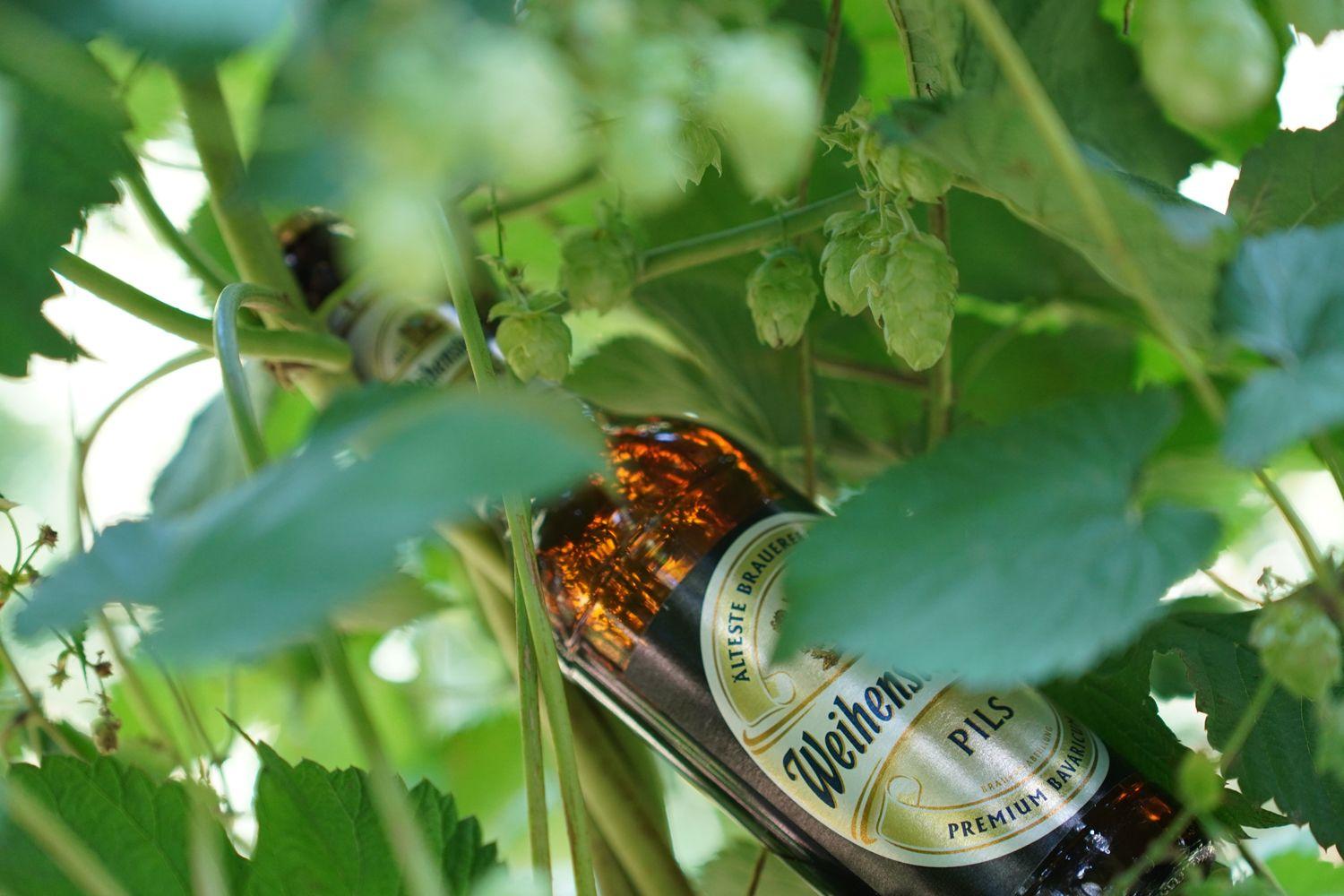 gscheidhaferl_hopfen.JPG