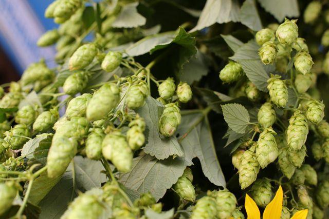 hopfenernte.jpg