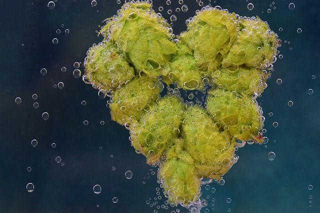 hops-2682392_640.jpg