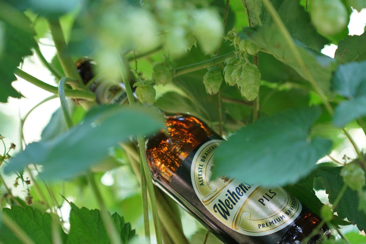 gscheidhaferl_hopfen.JPG