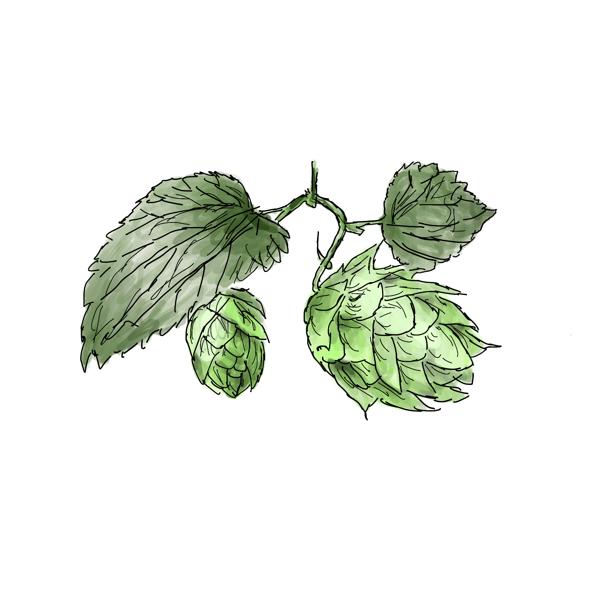 Fresh green hop cones used in brewing