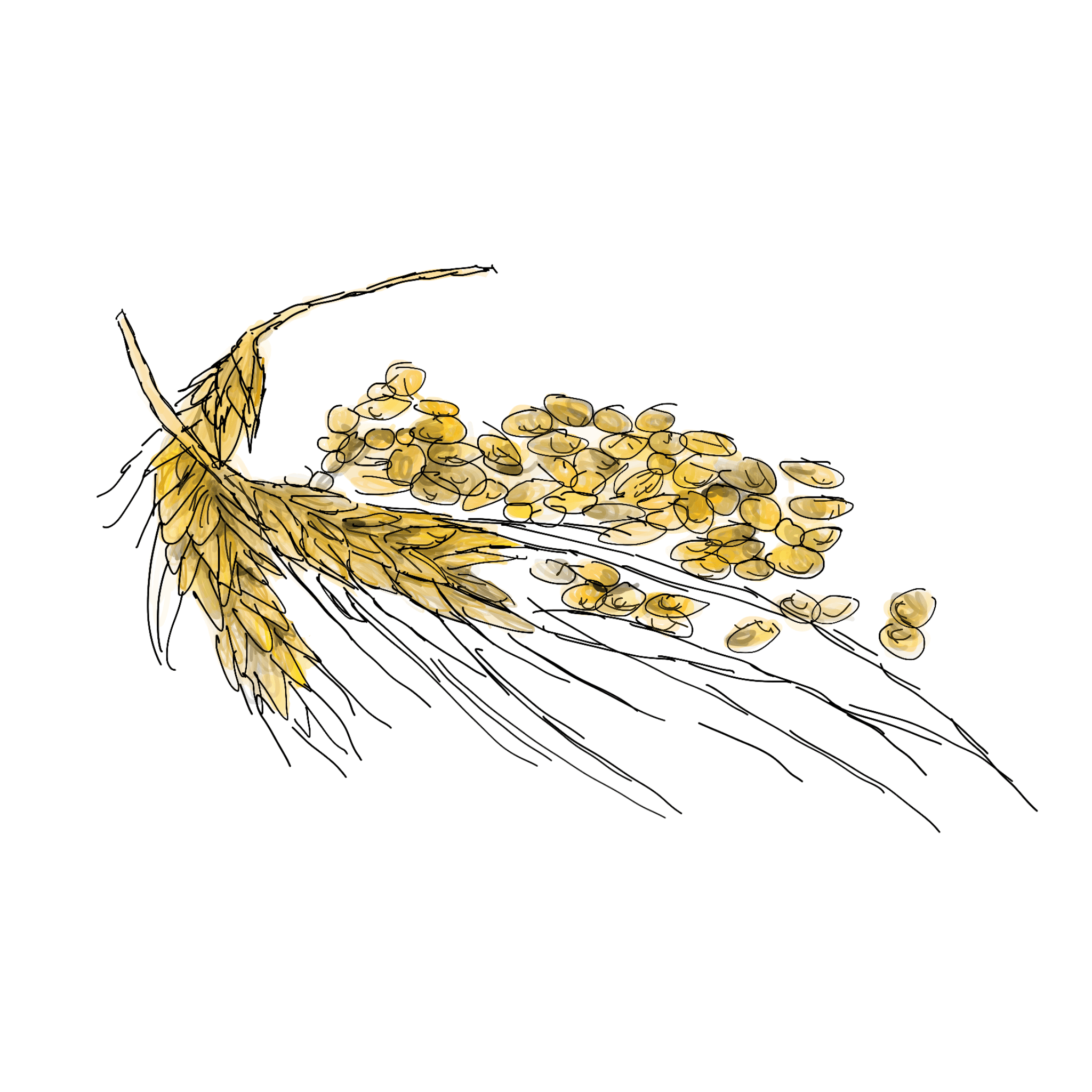 Brewing malt grains